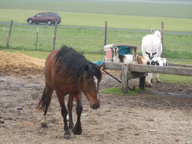 A brown horse walks in a muddy paddock while goats and a white donkey stand by a wooden trough with fields and a car in the background.