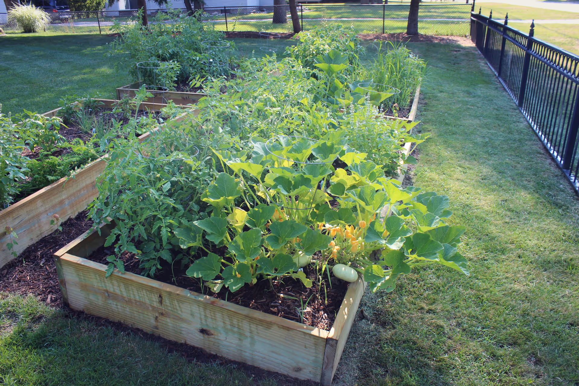 Raised garden beds filled with various green plants and vegetables in an outdoor fenced area with grass surrounding the beds.
