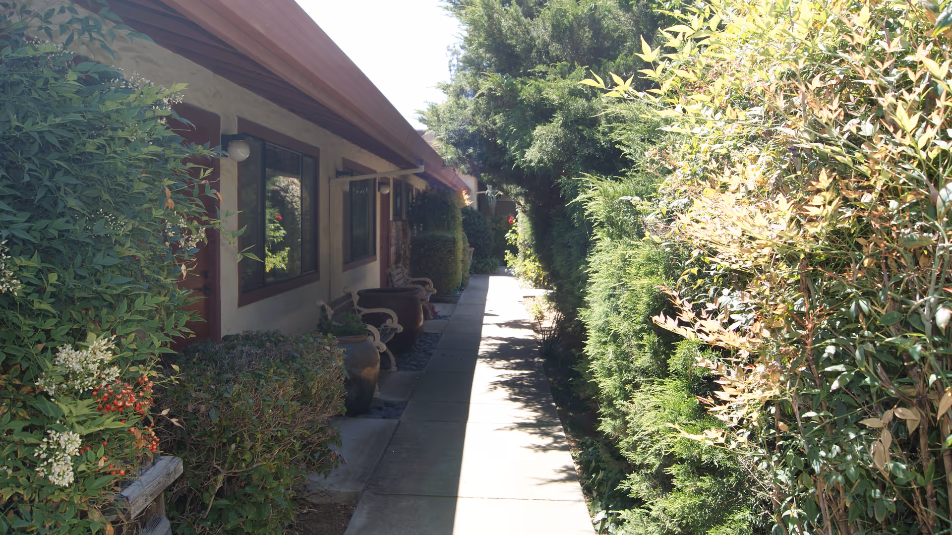 Sunlit exterior walkway beside a single-story building with windows, potted plants, and dense hedges.
