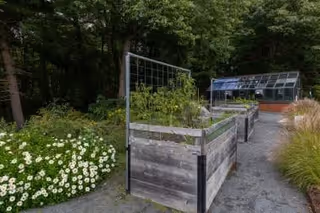 Outdoor garden area with raised wooden planter boxes containing plants, surrounded by greenery and trees. There is a gravel pathway and a greenhouse structure in the background.