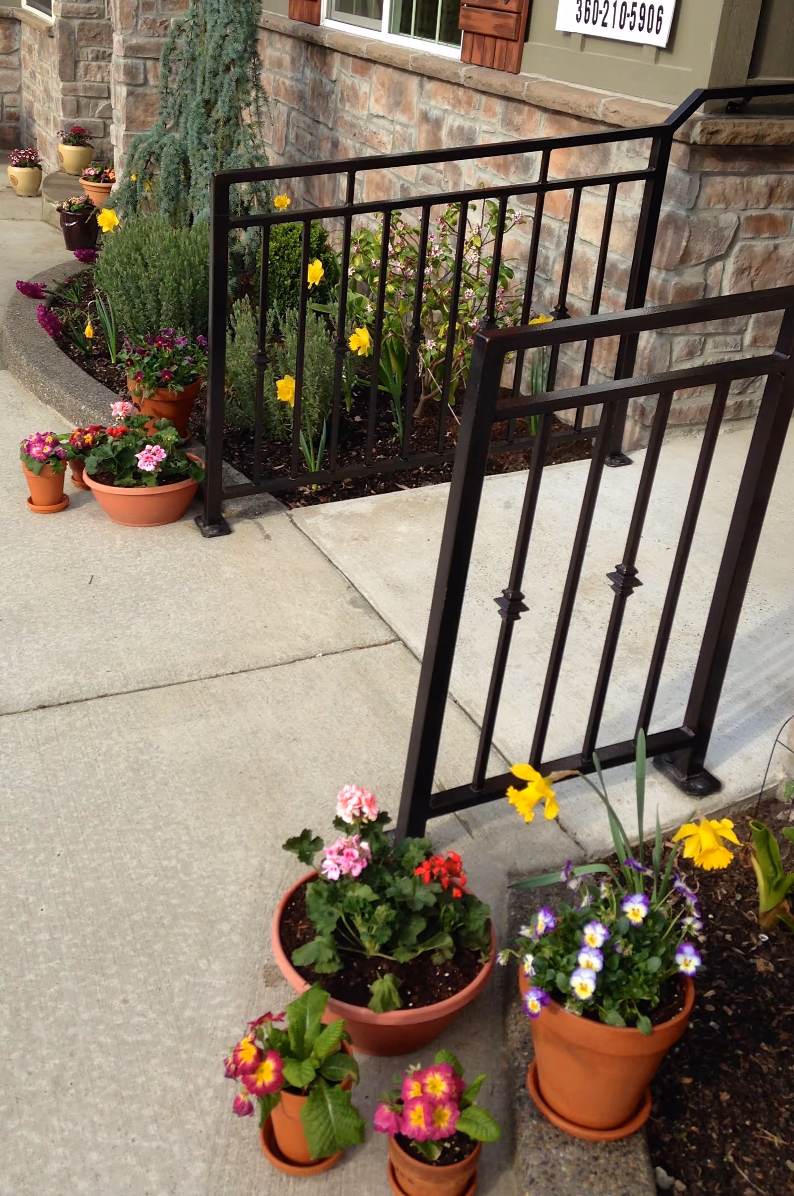 Outdoor garden area with various potted flowers including yellow daffodils, pink and red geraniums, and purple pansies arranged along a concrete pathway next to a stone building with a black metal railing.