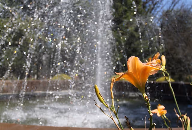 Close-up of orange daylilies in front of a water fountain with water droplets sparkling in the sunlight, set in an outdoor garden area with trees and blue sky in the background.