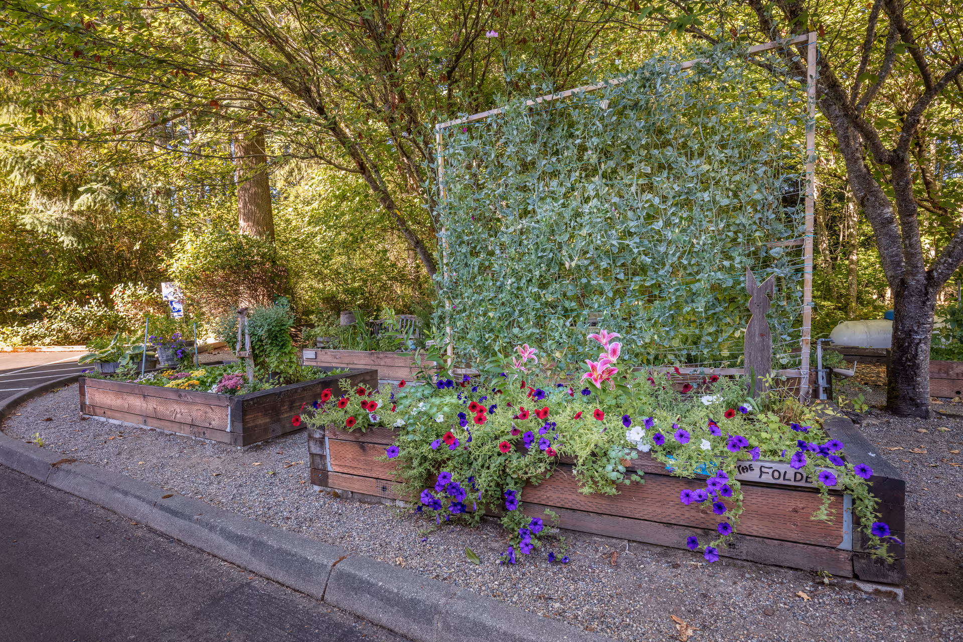Raised garden beds filled with various flowering plants and greenery, situated outdoors along a gravel path with trees providing shade in the background.