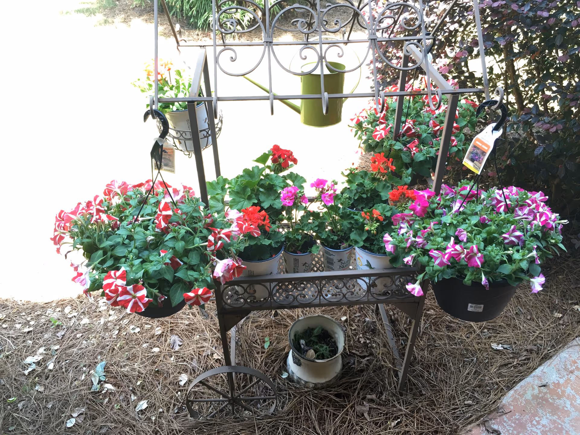 A decorative metal plant stand with wheels holding several pots of colorful flowers including red, pink, and striped petunias, placed outdoors on pine straw ground cover with bushes and sunlight in the background.