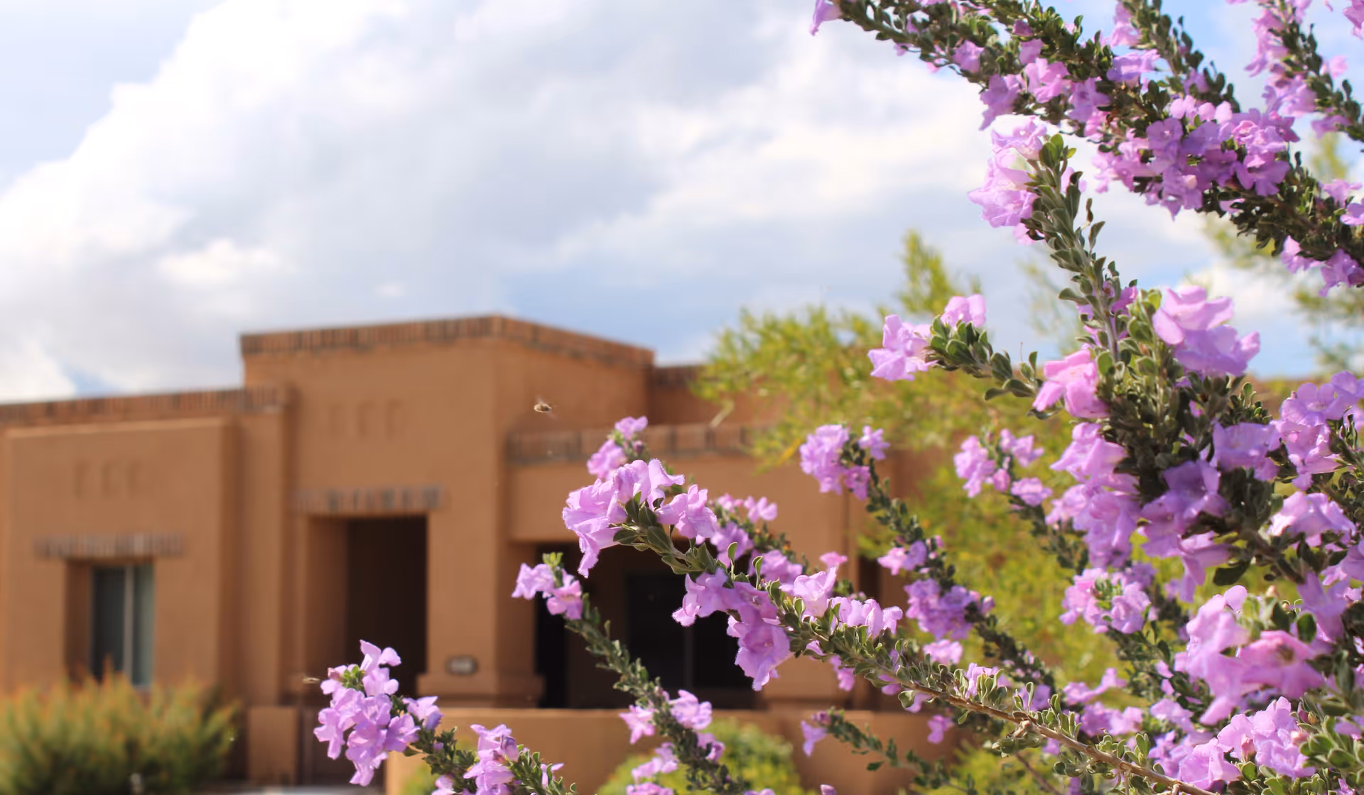 Close-up of purple flowers with a brown stucco building and cloudy sky in the background.