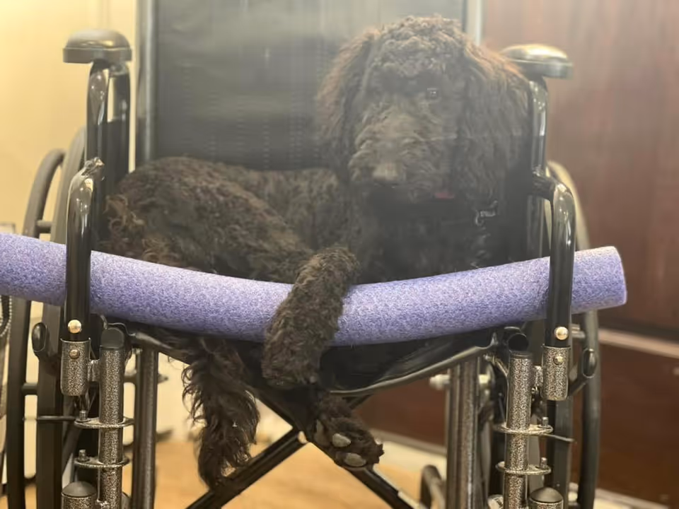 A black curly-haired dog lying comfortably in a black wheelchair with a purple pool noodle attached to the front for protection.