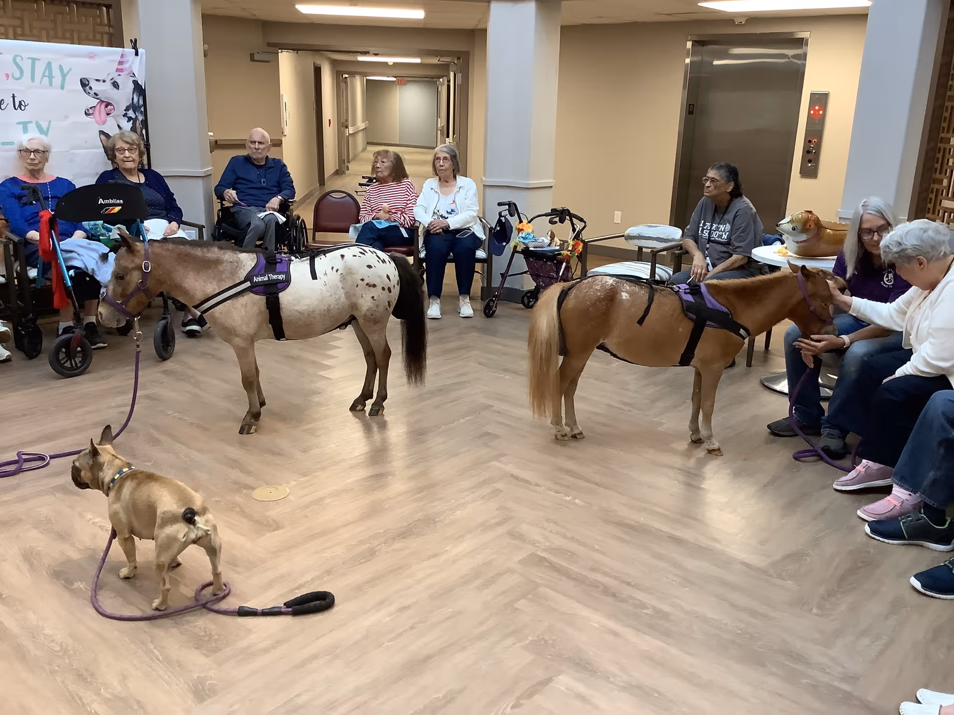 A group of elderly people sitting in chairs and wheelchairs in a common area of a senior living facility, interacting with two small therapy horses and a small dog. The room has wood-patterned flooring and neutral-colored walls, with an elevator visible in the background.