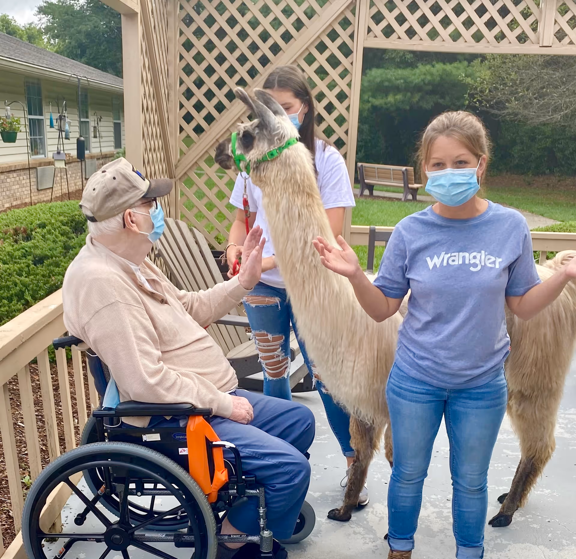 An elderly man in a wheelchair wearing a mask interacts with a llama on a patio. Two women, also wearing masks, are standing nearby, one holding the llama's leash and the other gesturing with her hands. The setting is outdoors with greenery and a bench in the background.