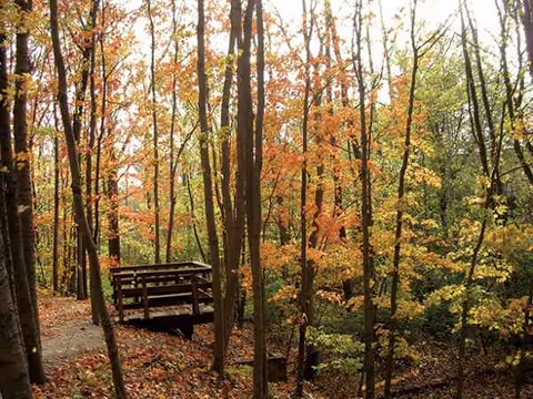 Autumn forest with vibrant leaves and a wooden bench along a dirt path.