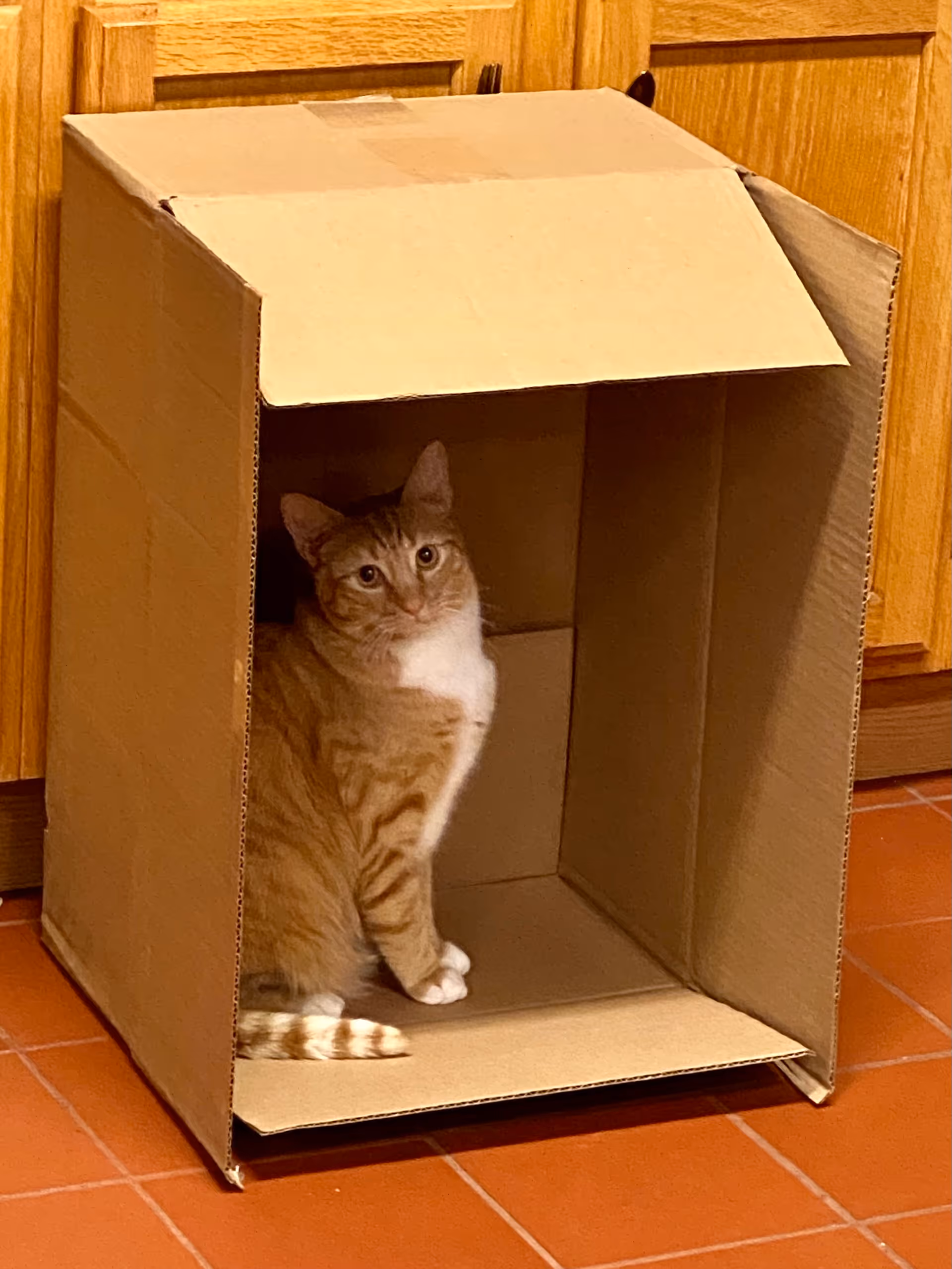 An orange tabby cat sits inside an open cardboard box on a tiled floor in front of wooden kitchen cabinets.