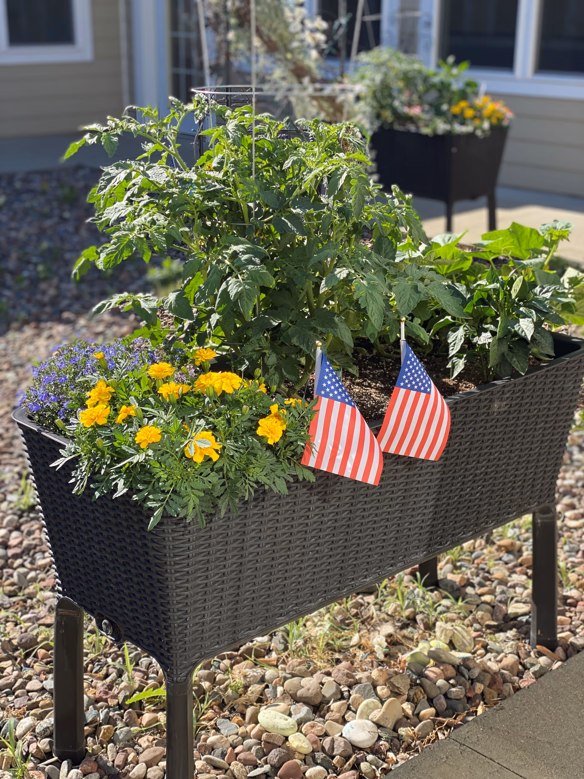 A raised garden planter filled with various green plants and yellow flowers, decorated with two small American flags, situated outdoors on a bed of small rocks with a building in the background.
