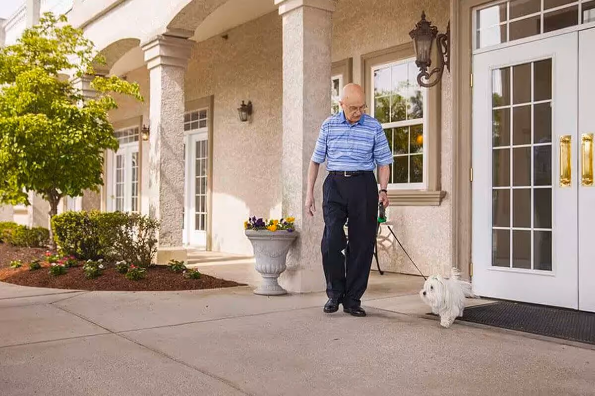 An elderly man wearing a blue striped shirt and black pants is walking a small white dog on a leash outside a building with beige walls, large windows, and white double doors with gold handles. There are potted flowers and green shrubs along the walkway.
