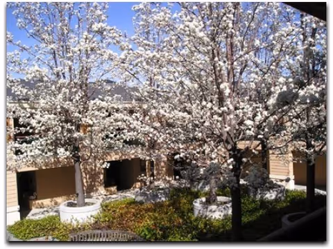 Outdoor courtyard area with blooming white flowering trees in large round planters surrounded by a building with beige walls and windows under a clear blue sky.