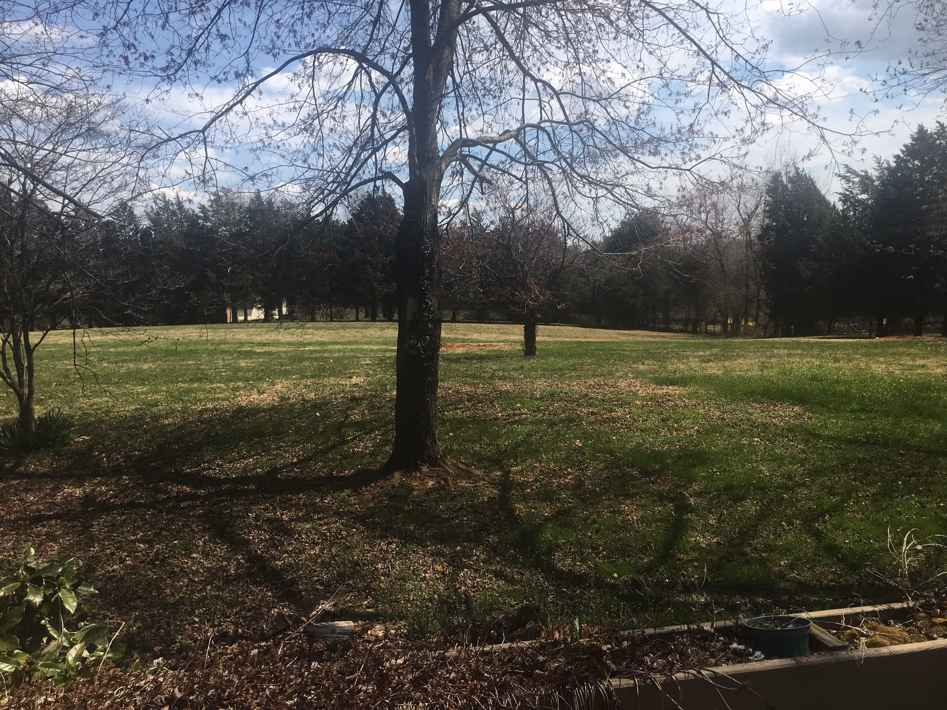 Open grassy field with several trees, a foreground tree casting shadows, and a partly cloudy sky.
