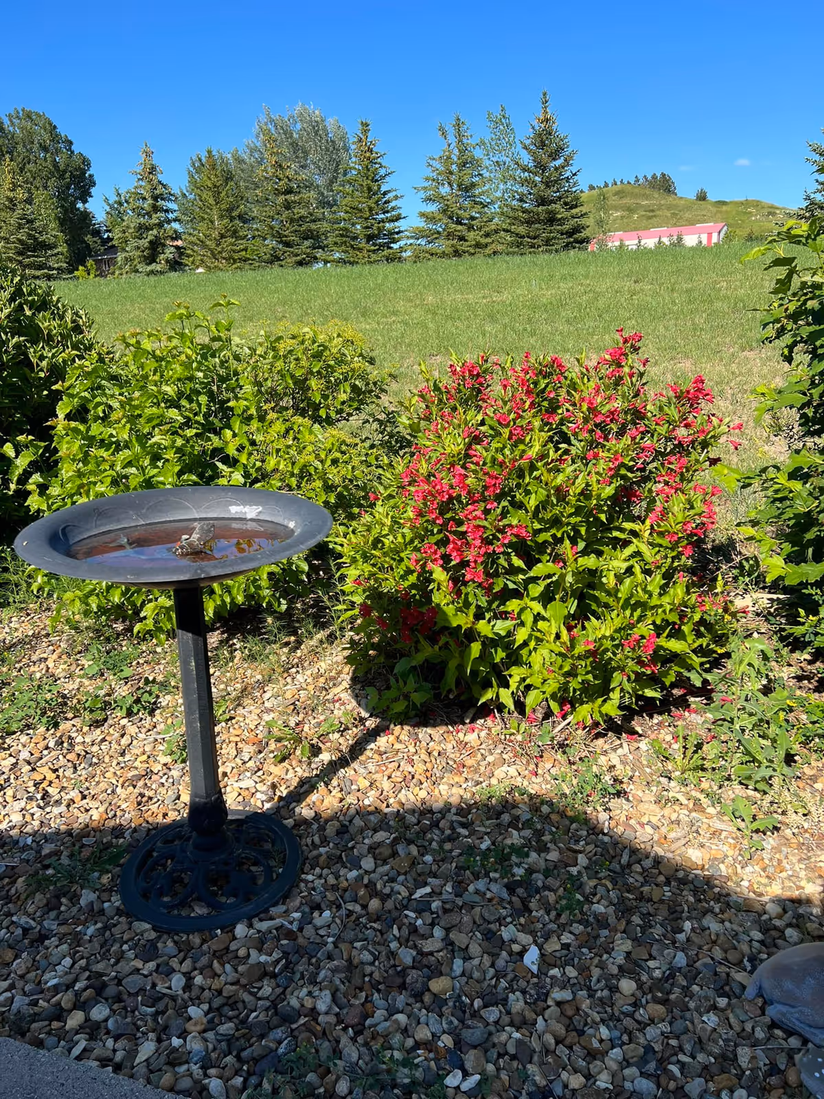 A garden area with a birdbath filled with water on a black metal stand, surrounded by green bushes and a flowering bush with red flowers. In the background, there is a grassy hill with several evergreen trees and a clear blue sky.