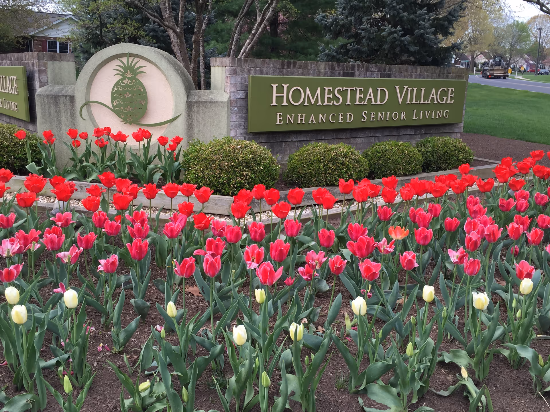 A landscaped garden bed with red, pink, and white tulips in front of a brick and stone sign that reads 'Homestead Village Enhanced Senior Living'. There are green bushes behind the flowers and a street with houses and trees in the background.