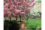 A peaceful outdoor garden area with blooming pink and white flowering trees, green grass, and a wooden bench surrounded by shrubs.