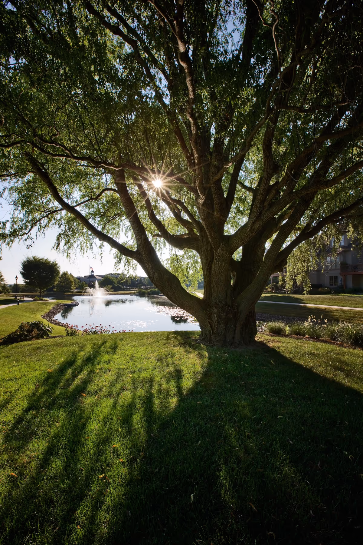 A large tree with sprawling branches casting long shadows on a green lawn beside a pond with a fountain. The sun is shining through the tree branches, and there are buildings and other trees in the background.