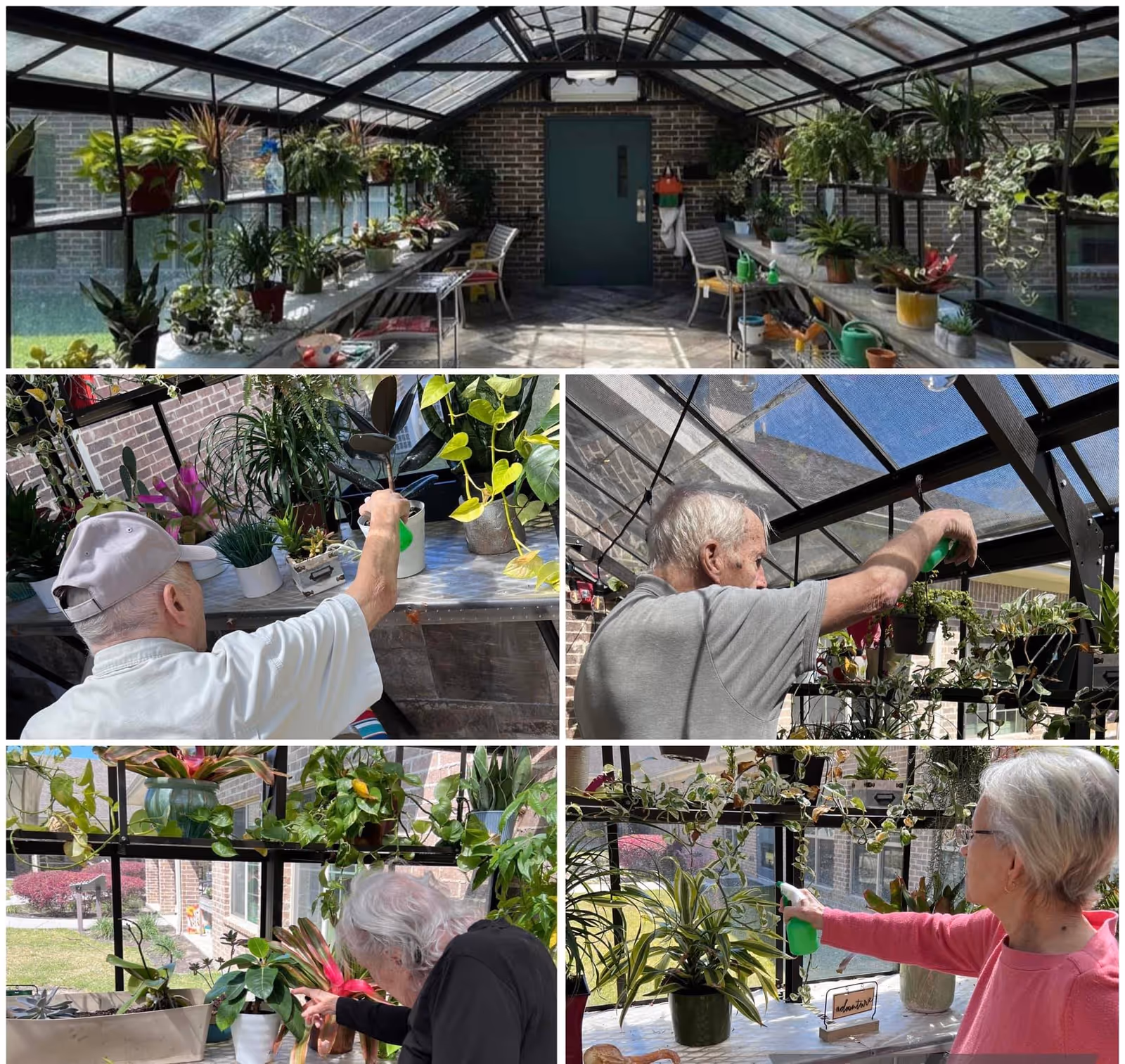 A collage of five images showing a greenhouse interior filled with various potted plants on shelves and tables. Several elderly individuals are watering and tending to the plants inside the greenhouse, which has a glass roof and brick walls.