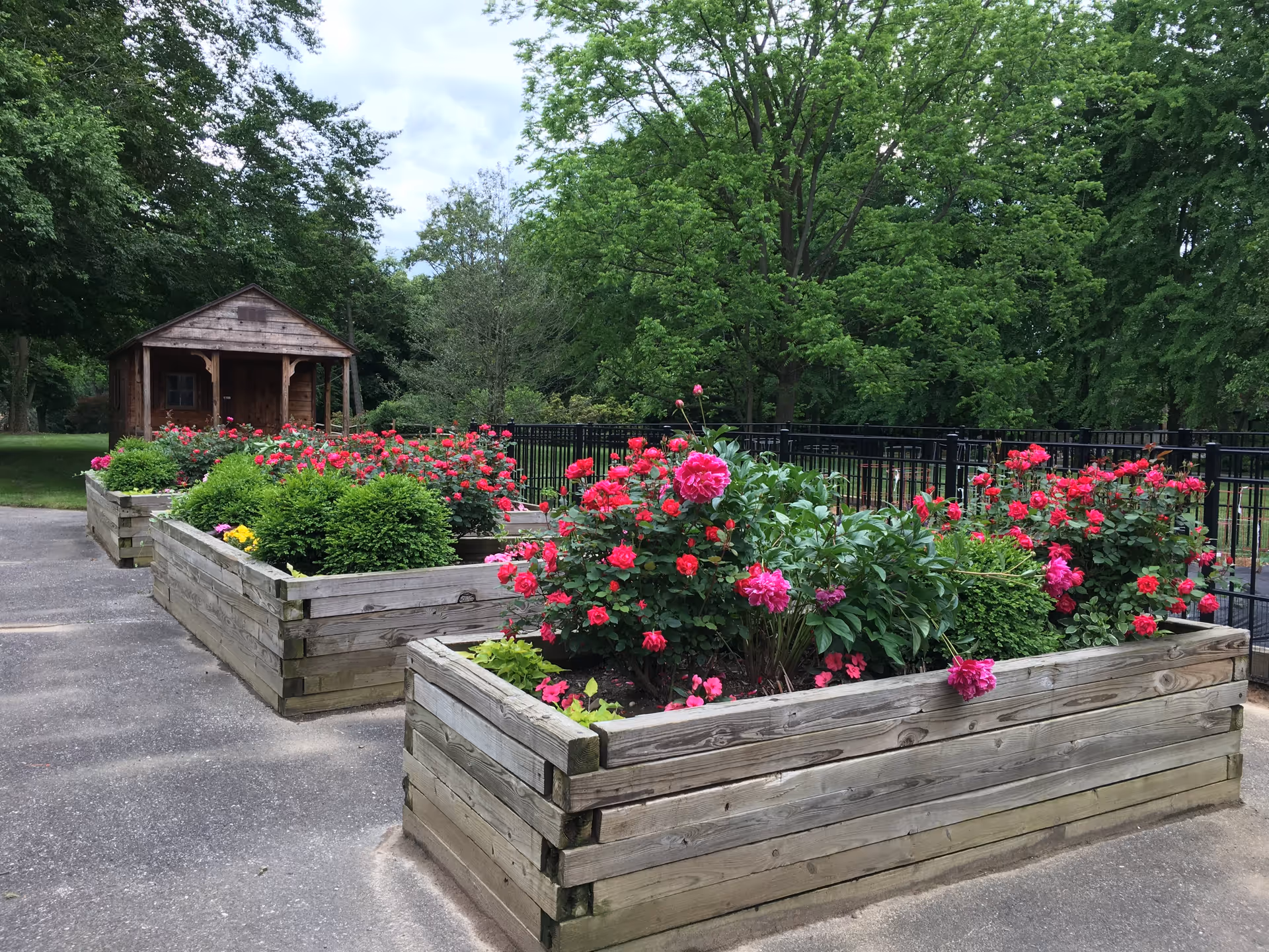 Raised wooden garden beds filled with blooming red and pink flowers and green shrubs, situated on a paved area with a small wooden shed in the background and surrounded by tall green trees.