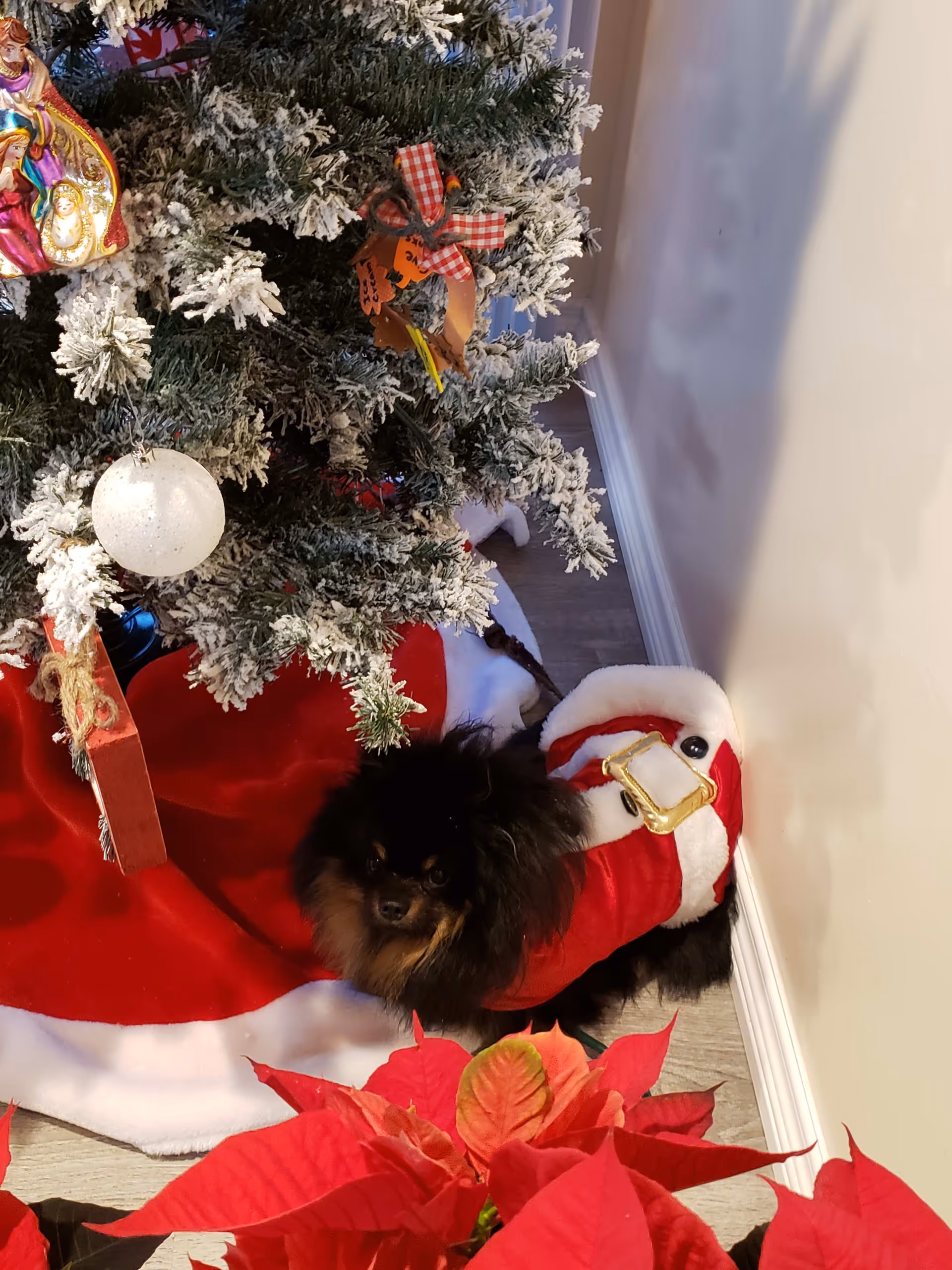 A small black fluffy dog wearing a Santa outfit sits under a snow-flocked Christmas tree with a red tree skirt and poinsettia in the foreground.