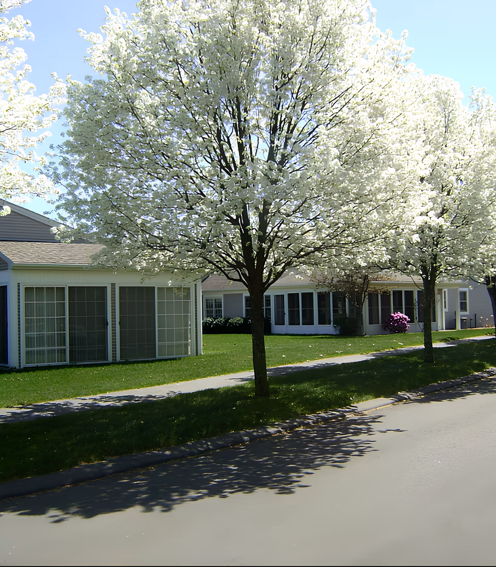 Exterior view of a senior living facility named American Inn with blooming white flowering trees lining a sidewalk and green lawn in front of single-story buildings with large windows.