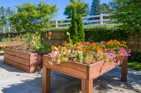 Outdoor garden area with raised wooden flower beds filled with colorful flowers and plants, surrounded by greenery and a white fence under a clear blue sky.