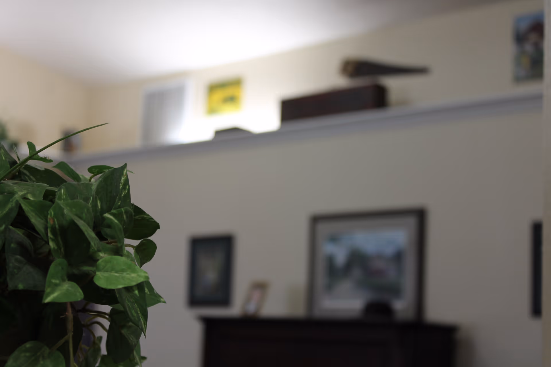 Close-up of a green leafy houseplant with a blurred background showing a wall with framed pictures and a dark wooden piece of furniture in a softly lit interior space.