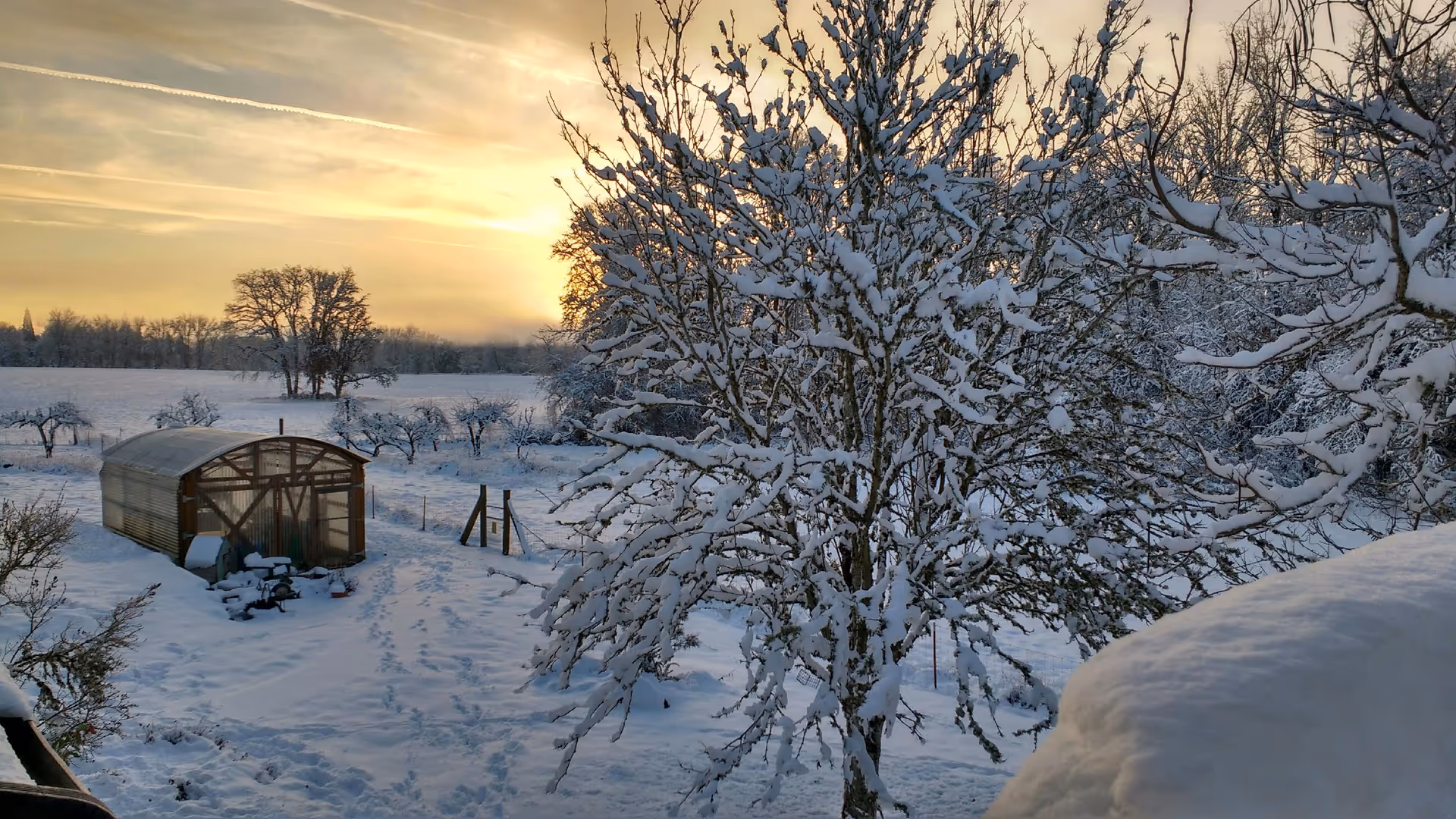 Snow-covered field with a greenhouse and a large snow-laden tree in the foreground at sunrise.