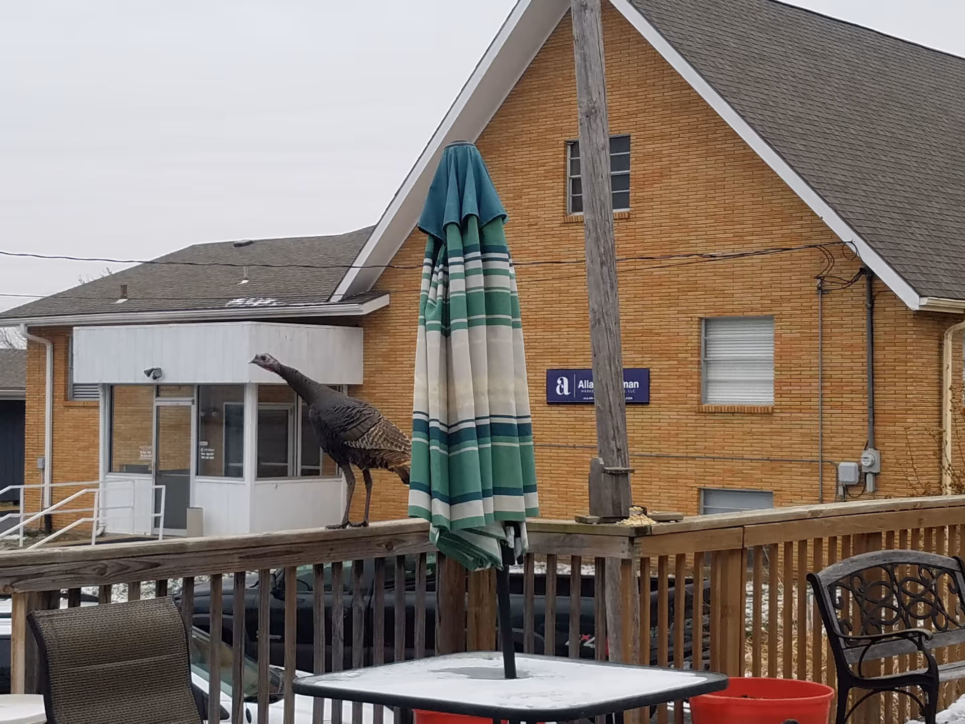 A wild turkey standing on the wooden railing of an outdoor patio area with a closed green and white striped umbrella and patio furniture. In the background, there is a brick building with windows and a sign.