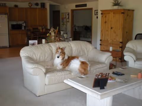 A living room with a white leather sofa on which a brown and white dog is lying. In front of the sofa is a white coffee table with various items on it. To the right is another white leather chair. In the background, there is a wooden cabinet, a small side table with a candle, and an open doorway leading to another room. The kitchen area with wooden cabinets and appliances is visible further back.