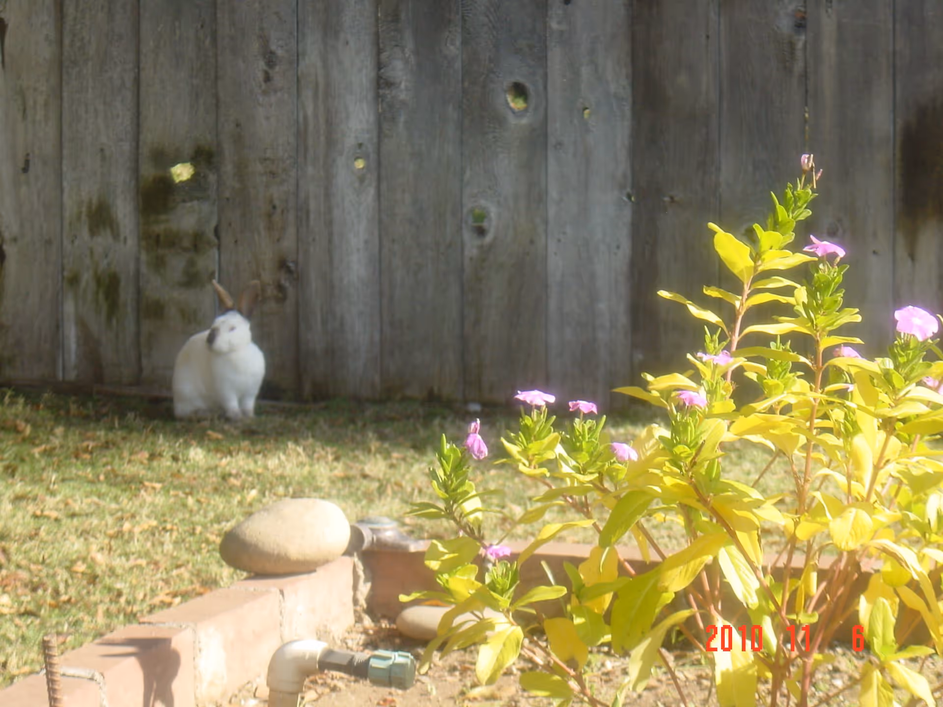 A small white rabbit with brown ears sitting on grass near a wooden fence. In the foreground, there are green plants with purple flowers and some stones placed on a low brick border.