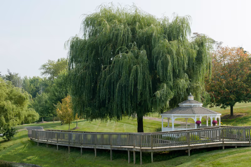 A large weeping willow tree next to a white gazebo with a gray roof, surrounded by green grass and other trees. A wooden boardwalk curves around the tree and gazebo in a peaceful outdoor setting.