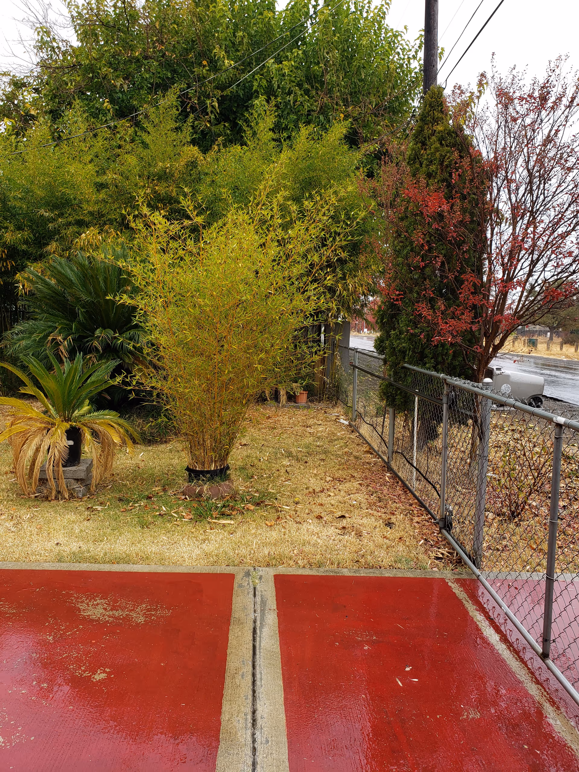 Outdoor area with a variety of plants including a small palm, a bamboo-like plant, and other greenery next to a chain-link fence. The ground is covered with dry grass and there is a red concrete path in the foreground. A street and some trees are visible in the background.