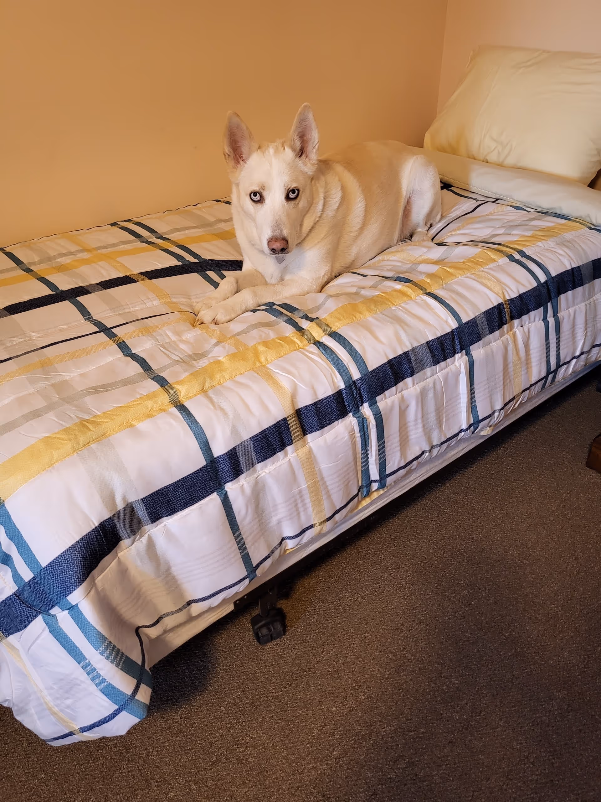 A light-colored dog with blue eyes lying on a bed with a plaid bedspread in a room with beige walls and carpeted floor.