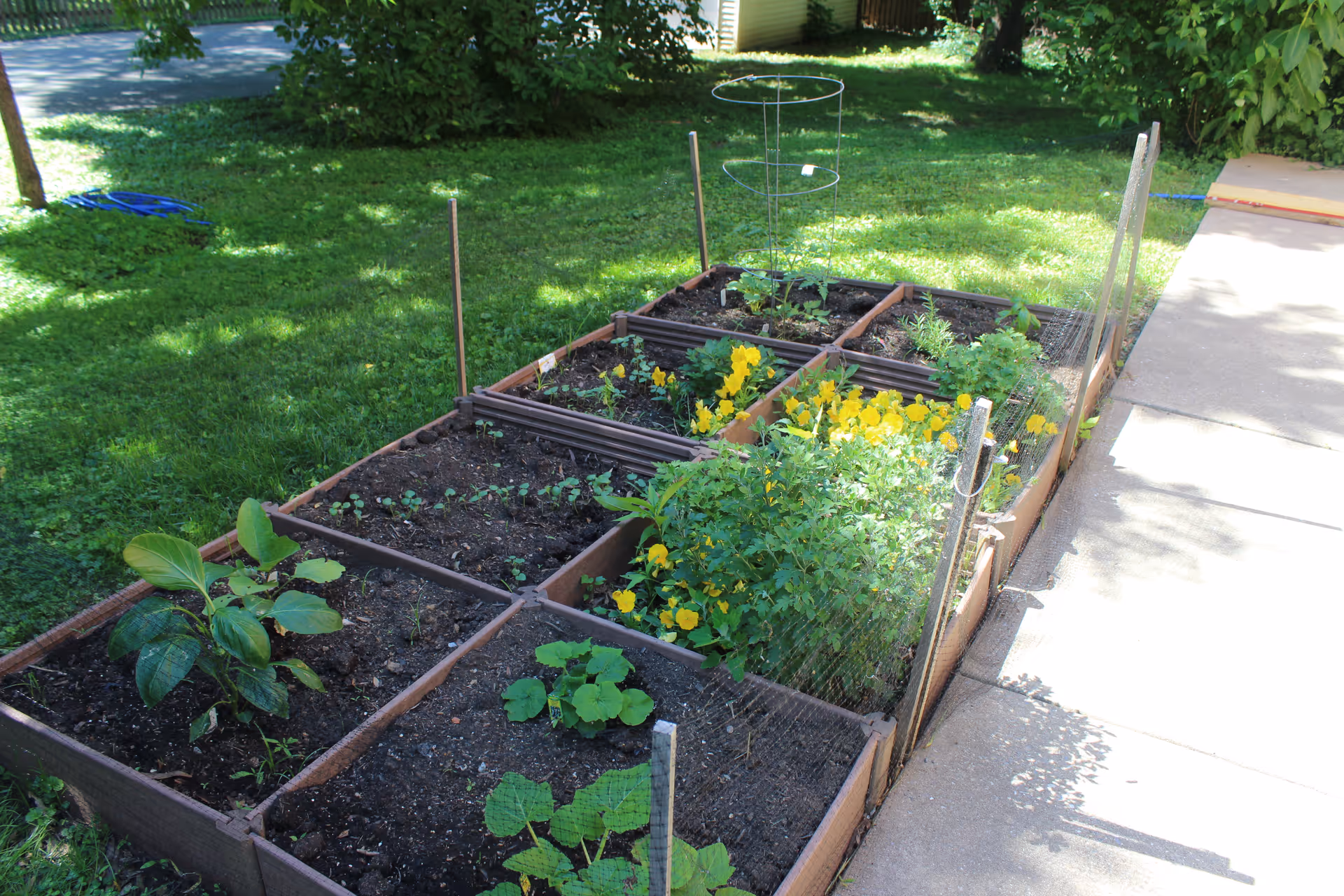 Raised wooden garden beds with various plants and yellow flowers next to a sidewalk in a grassy backyard.