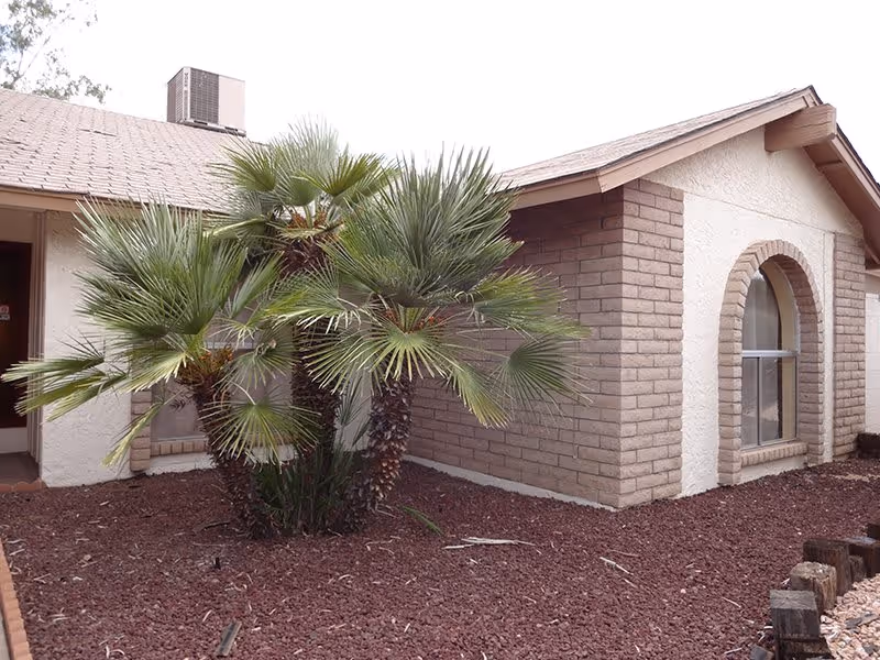 Exterior view of a single-story building with beige brick and stucco walls, a small palm tree planted in a bed of reddish-brown mulch, and a window with an arched brick frame.