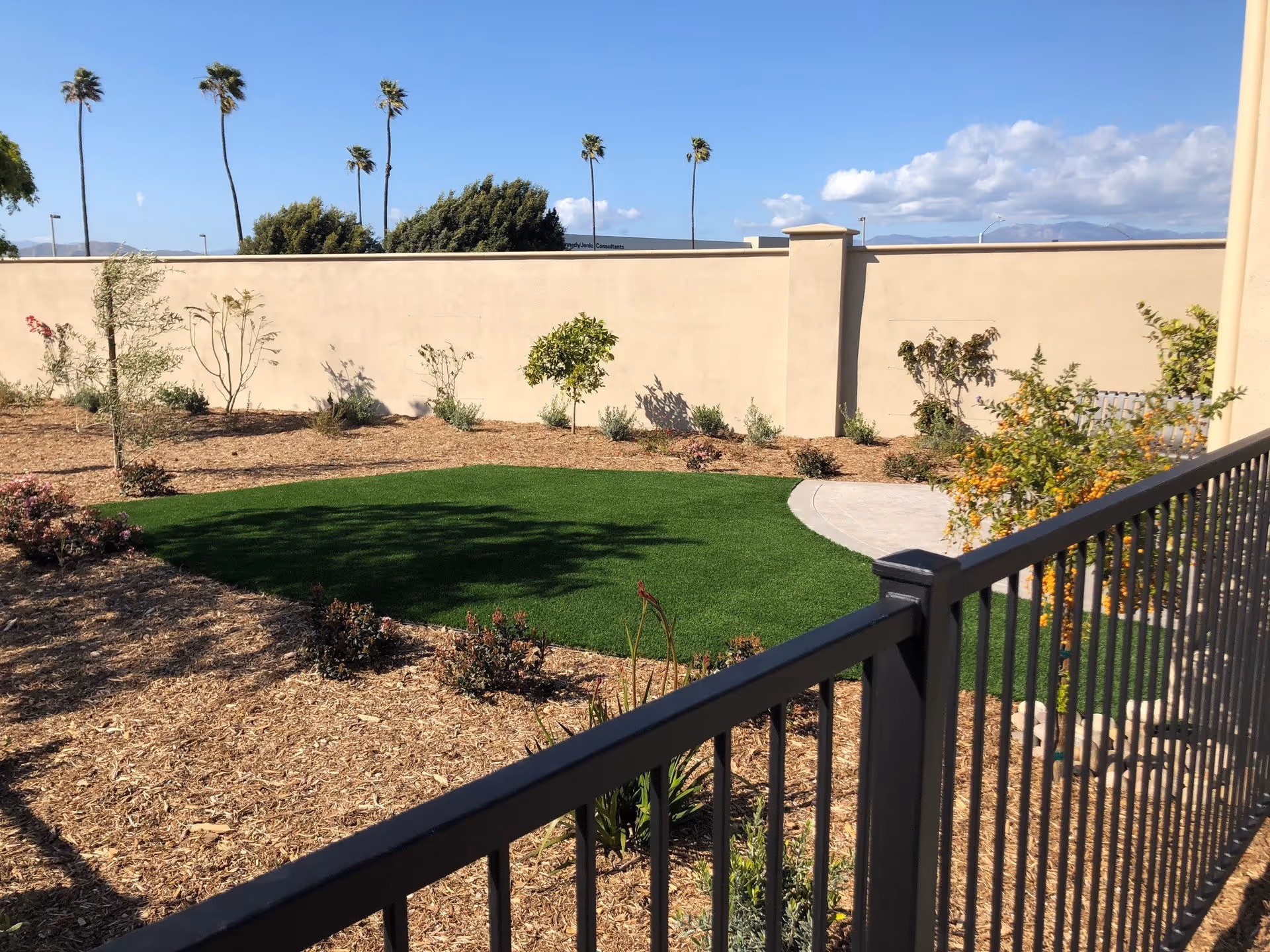Outdoor garden area with a small patch of green grass surrounded by mulch and various small plants and shrubs, enclosed by a beige wall. Several tall palm trees are visible in the background under a blue sky with some clouds. A black metal fence is in the foreground.