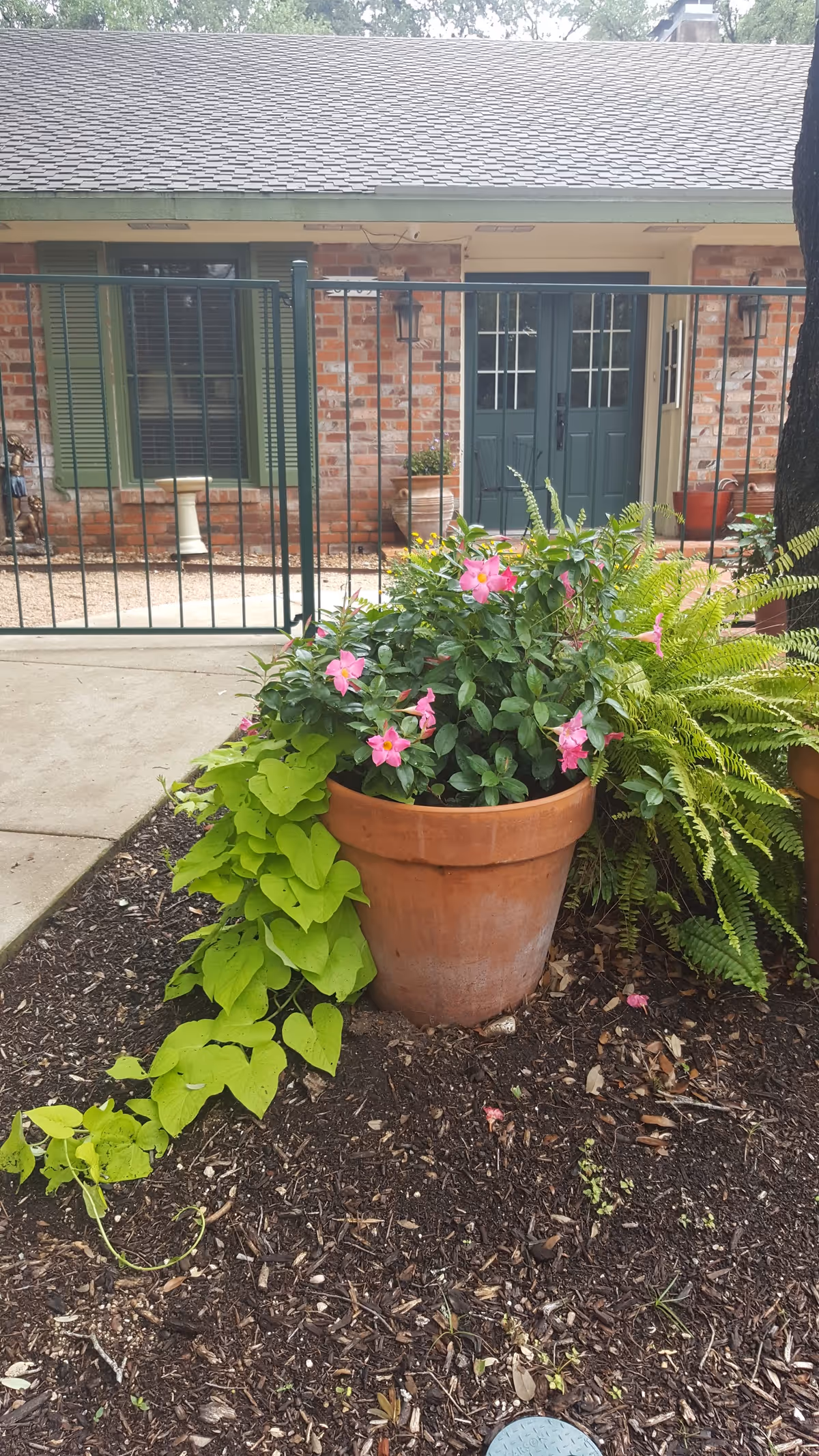 A large terracotta pot filled with green leafy plants and pink flowers sits in a garden bed with mulch. Behind the pot, there is a green metal fence and a brick building with green shutters and double doors. Additional plants and a tree trunk are visible to the right of the pot.