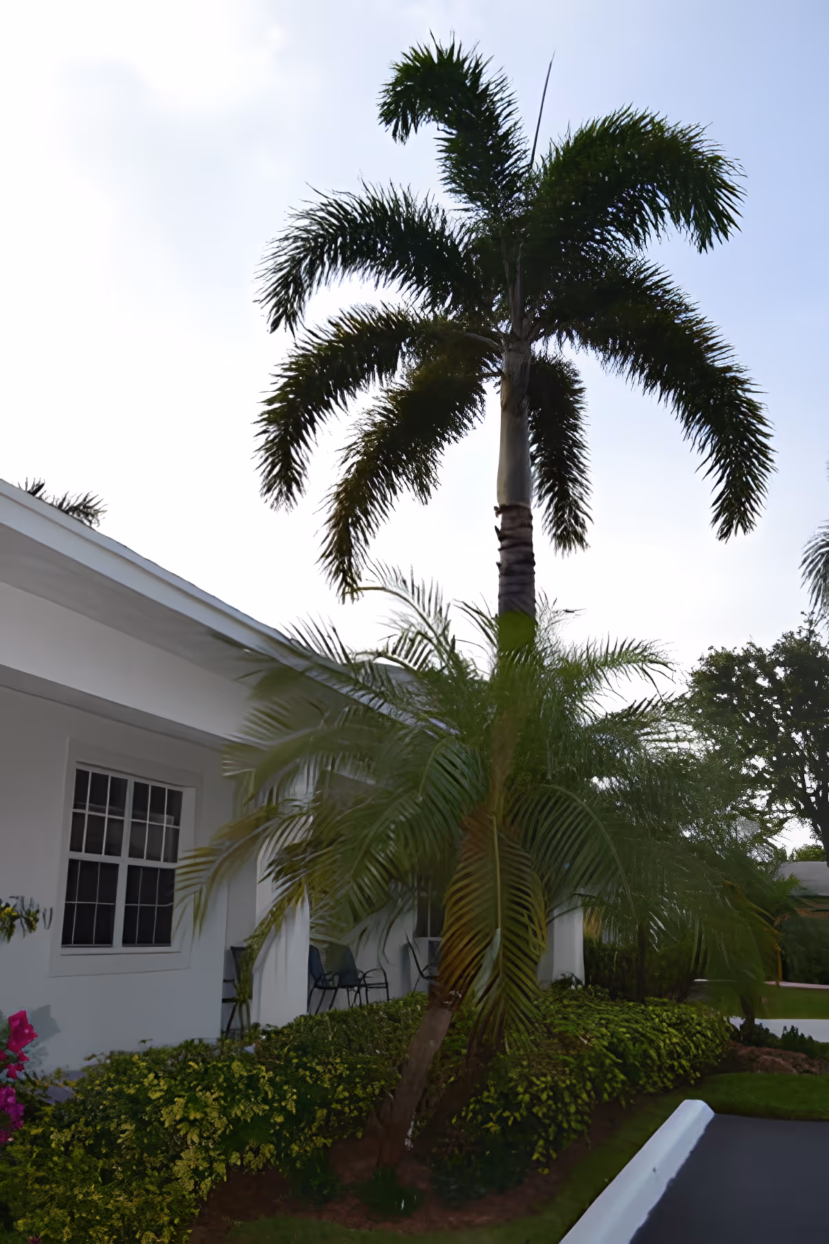 Exterior view of a white building with a window and a porch area with chairs, surrounded by lush green plants and a tall palm tree under a partly cloudy sky.