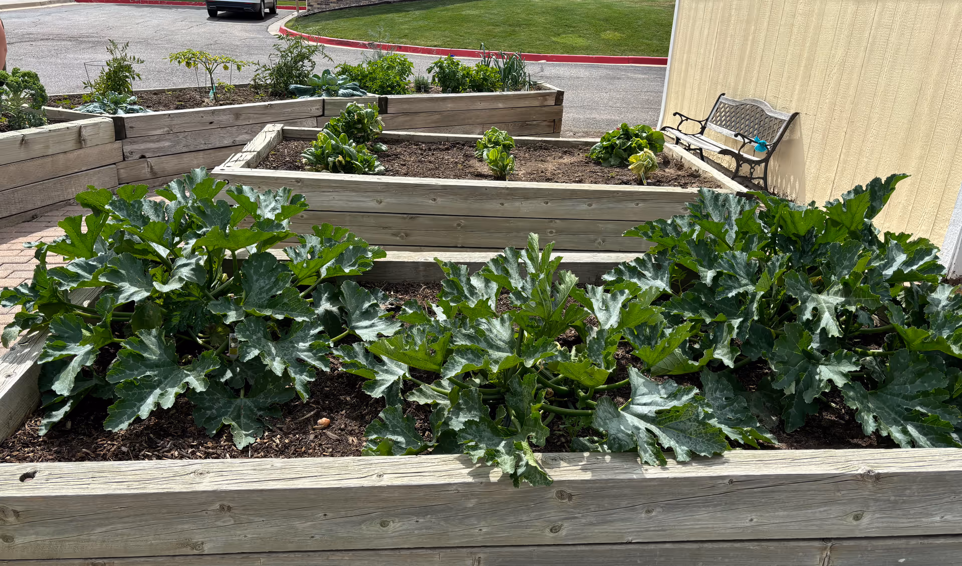 Raised wooden garden beds with green leafy plants growing in them, situated outdoors near a yellow building with a bench beside it. A paved area and a grassy lawn are visible in the background.