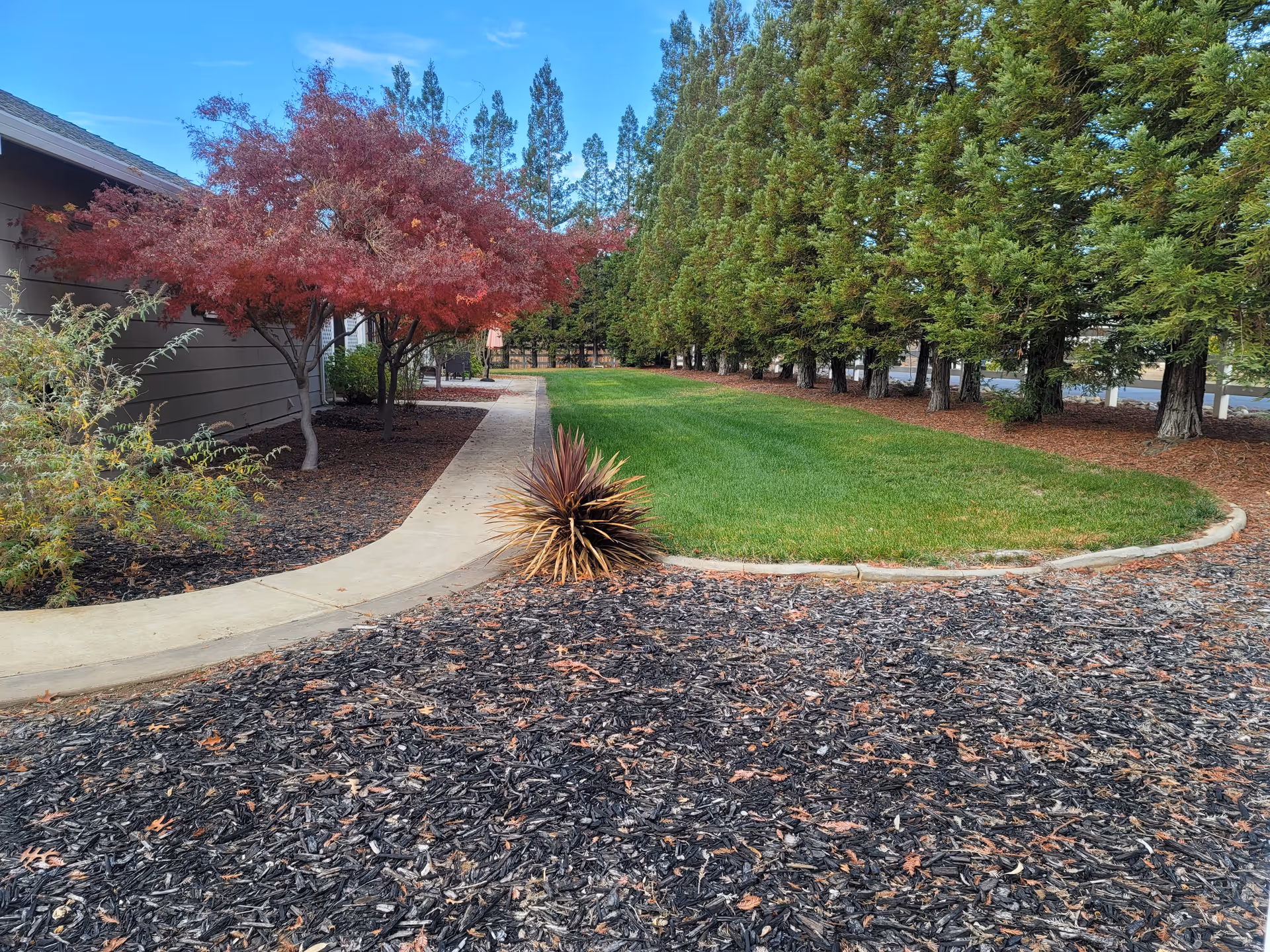 Curved concrete walkway through a landscaped outdoor area with a green lawn, a red-leafed tree, and a row of tall evergreens beside a building.