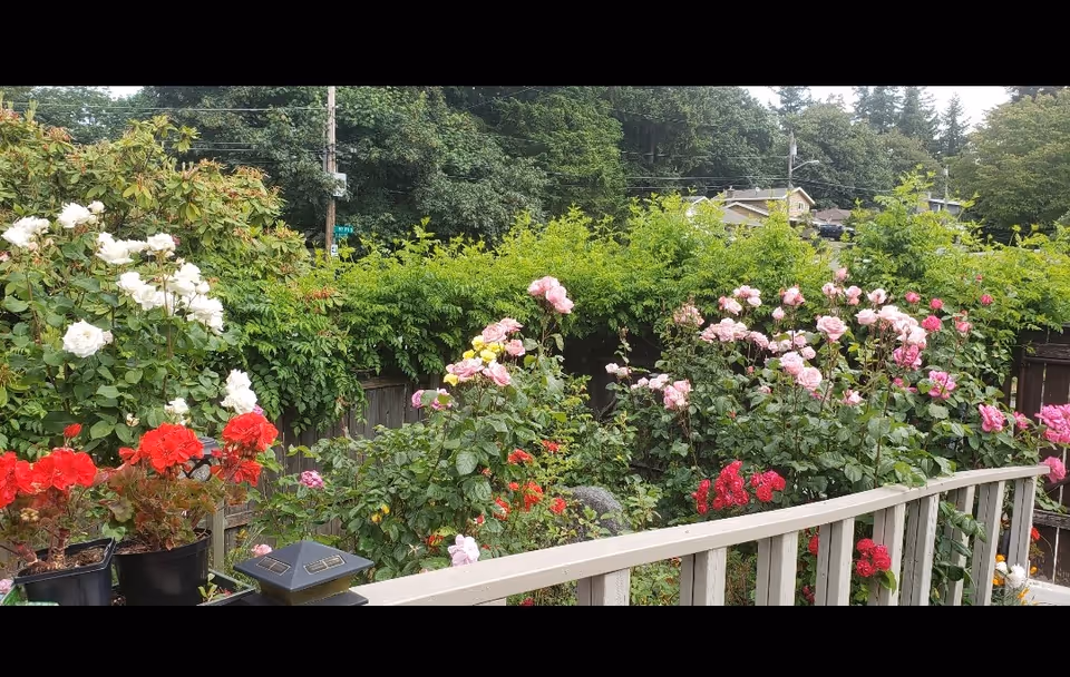 A vibrant garden area with various blooming flowers including white, red, pink, and yellow roses. The garden is bordered by a wooden fence and surrounded by lush green trees and shrubs. A wooden railing is visible in the foreground.