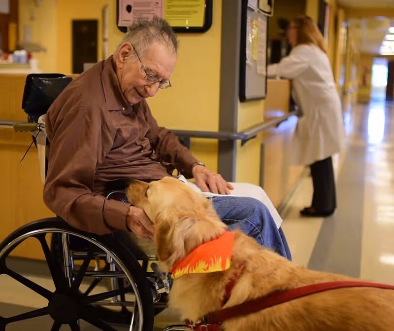 An elderly man in a wheelchair smiling and petting a golden retriever wearing a red and yellow bandana in a hallway. A woman in a white coat is seen in the background at a counter.