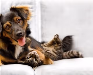 A dog and a cat cuddling together on a light-colored couch.