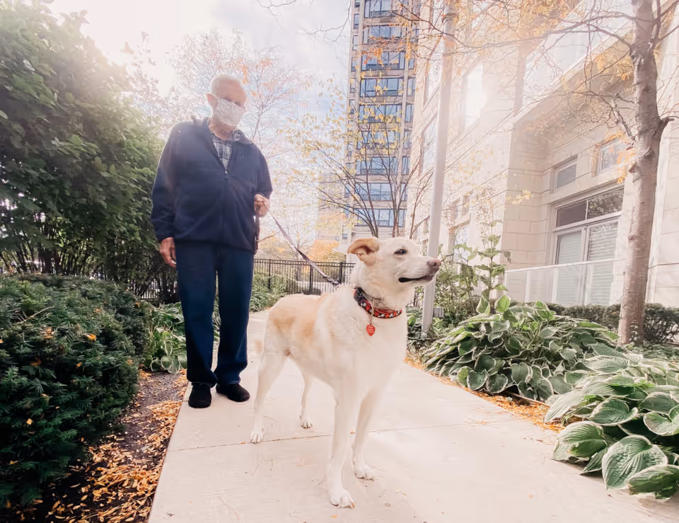 An older man wearing a mask walks a white dog along a landscaped sidewalk beside a multi-story building.