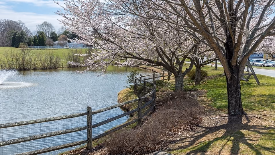 A peaceful outdoor scene featuring a pond with a water fountain, a wooden fence along the edge, and blooming trees with light pink flowers. There is a grassy area with shadows from the trees and a road with parked cars in the background.