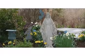 Stone statue of the Virgin Mary standing in a garden bed surrounded by daffodils, greenery, and a bench.
