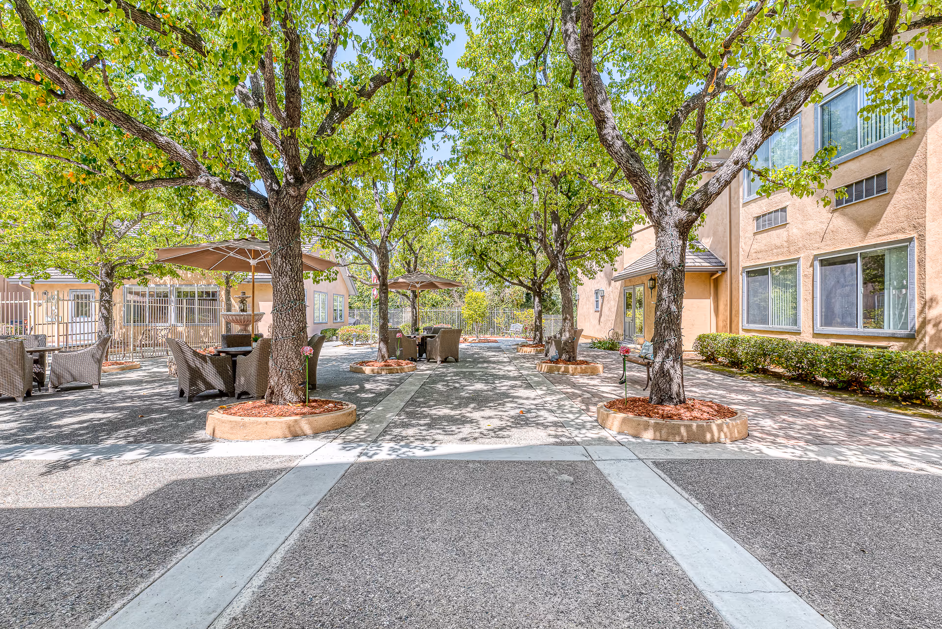 Outdoor courtyard area at Chino Hills Senior Living with large leafy trees planted in circular beds along a paved walkway. Several wicker chairs and tables with umbrellas are arranged for seating. The courtyard is surrounded by beige buildings with windows and some greenery along the edges.