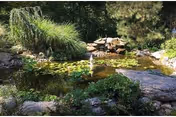A serene outdoor garden area featuring a small pond with lily pads and a central water fountain surrounded by rocks and lush greenery including tall grasses and trees.